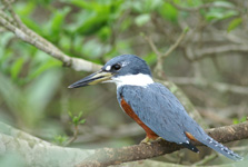 Martin-pêcheur à ventre roux, femelle